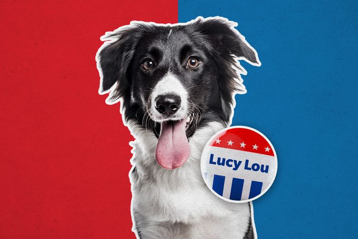 Dog with campaign button