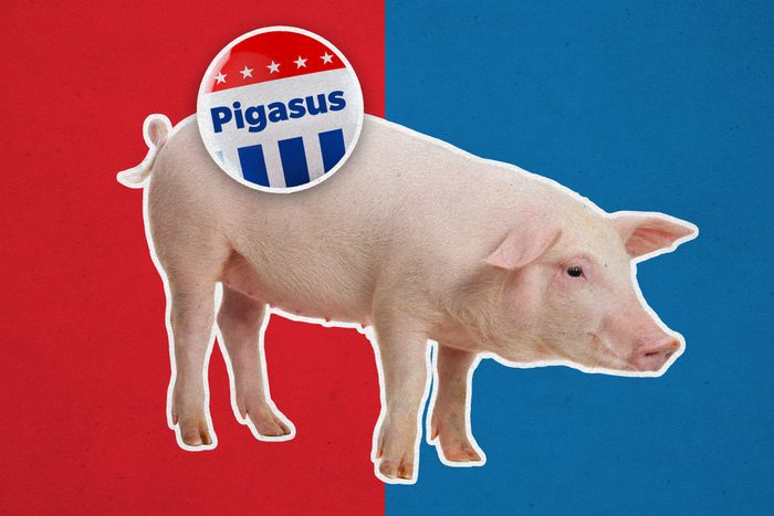 Pig with campaign button