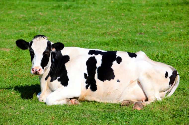 Black and white cow lying down on green grass, horizontal view