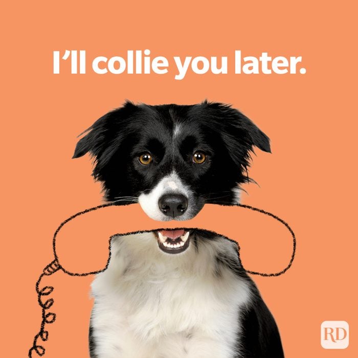 Dog Puns Collie You Later