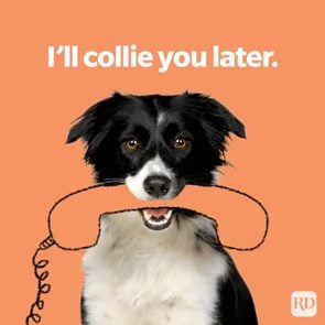 Dog Puns Collie You Later