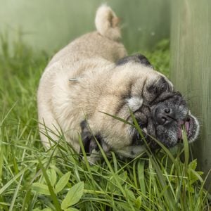 Pug eats grass