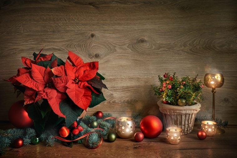 Chhristmas still life with poinsettia, gaultheria and decorations on wooden table.. Merry Christmas! Topned image, space for your text