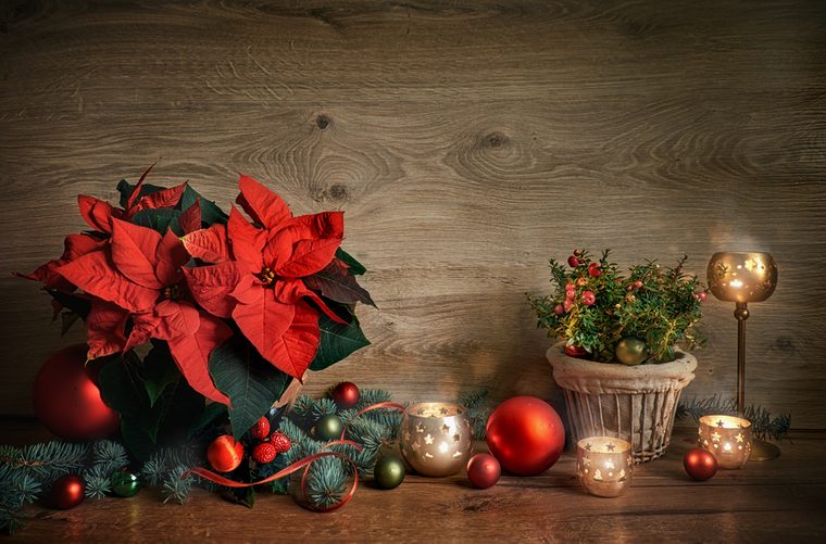 Chhristmas still life with poinsettia, gaultheria and decorations on wooden table.. Merry Christmas! Topned image, space for your text