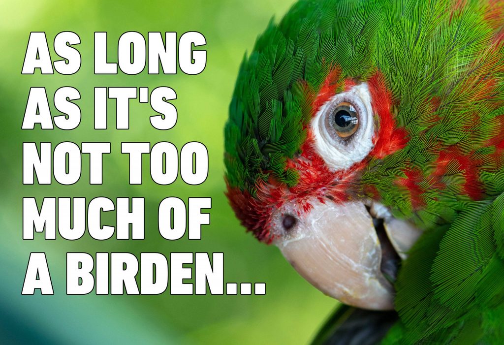 Bird Puns That Will Quack You Up | Reader's Digest