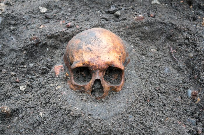 Archaeological excavation with old antique skull still half buried in the ground.