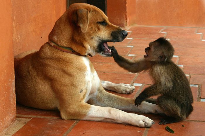 Dog and monkey, animal friends