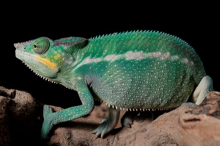 Chameleon, green chameleon, chameleon in studio