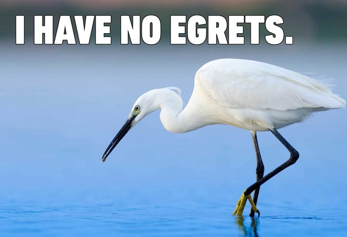 15-egret-bird-puns-shutterstock_1025761081-scaled.jpg
