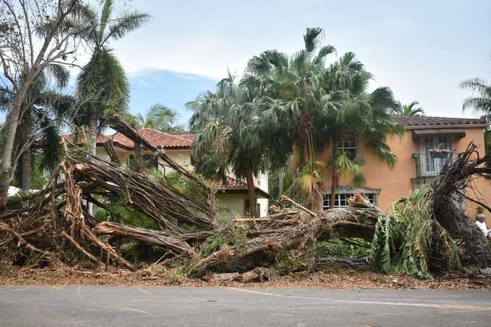 Down banyan tree in Miami Florida by hurricane Irma 