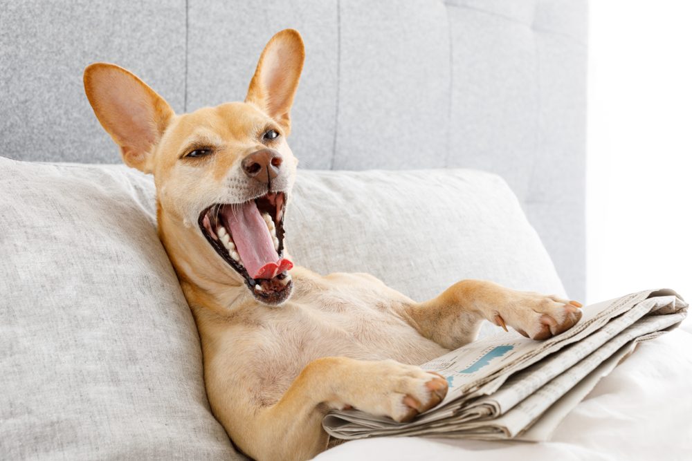 dog in bed resting and yawning , with newspaper , dreaming in bedroom under the blanket , very tired or sick and ill