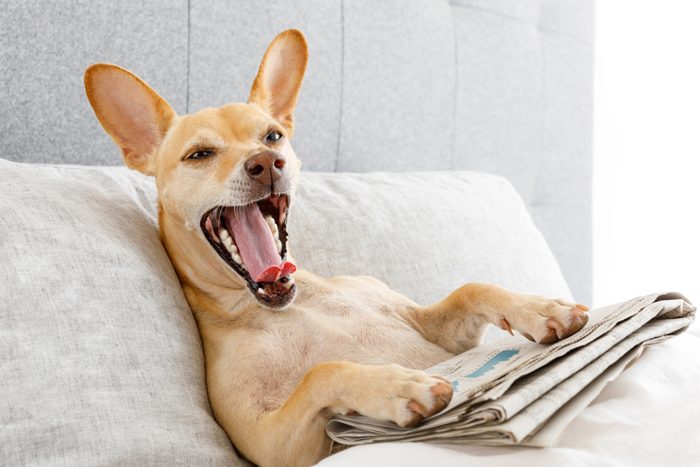 dog in bed resting and yawning , with newspaper , dreaming in bedroom under the blanket , very tired or sick and ill