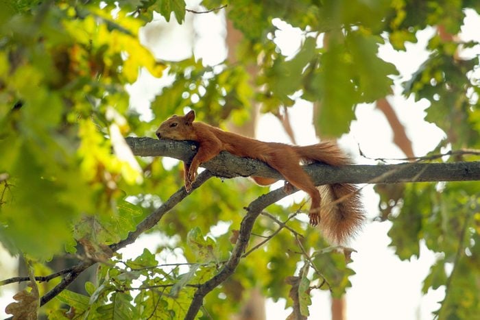 Tired squirrel lying down on the branch. Squirrel are having rest