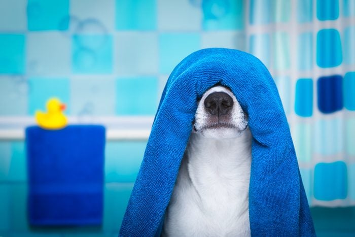 jack russell dog in a bathtub not so amused about that , with blue towel, having a spa or wellness treatment, in the bath or bathroom