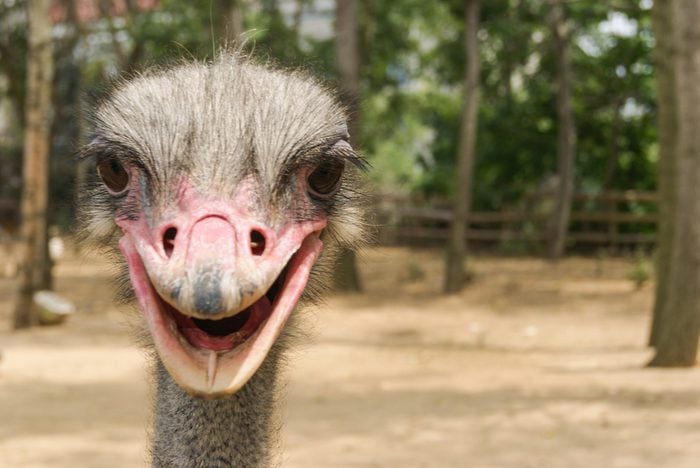 close-up picture of ostrich's head