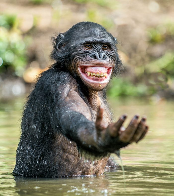 Smiling Bonobo in the water. Bonobo in the water with pleasure and smiles. Bonobo standing in pond looks for the fruit which fell in water. Bonobo (Pan paniscus). Democratic Republic of Congo. Africa