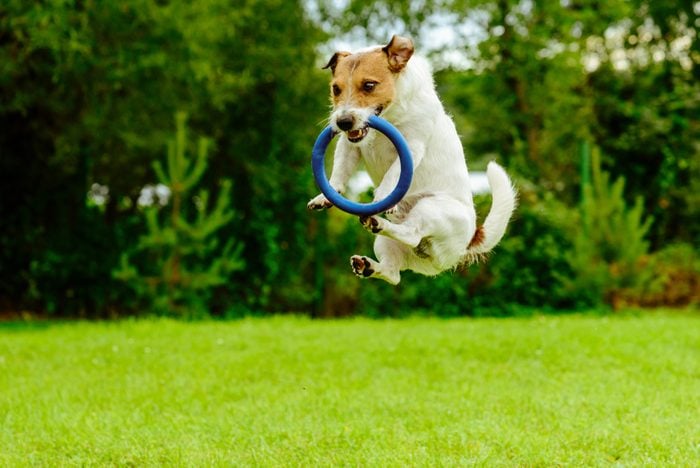Funny dog in jumping motion catching ring toss toy