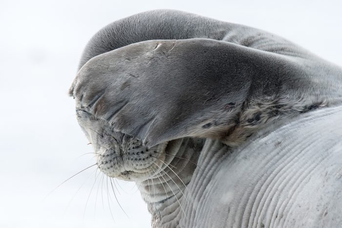 Weddell Seal (Leptonychotes weddellii) - No More Photos
