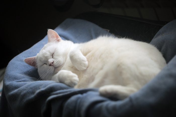 funny animals photography: full body of a fat bright white british cat sleeping comfortably on a blue soft blanket, indoors with natural sunlight