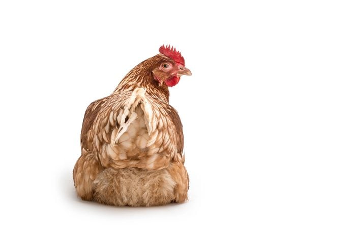 Isolated image of a brown chicken looking over her shoulder