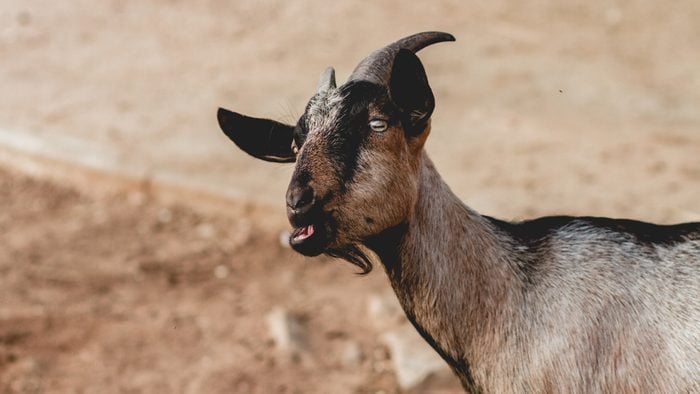 Funny Goats Screaming