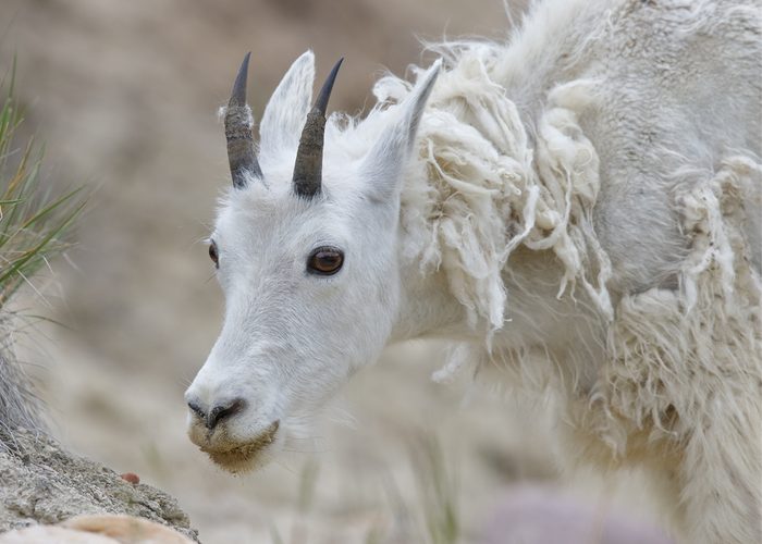 Closeup of a Mountain Goat (Oreamnos americanus) shedding its winter coat - Jasper National Park, Alberta, Canada