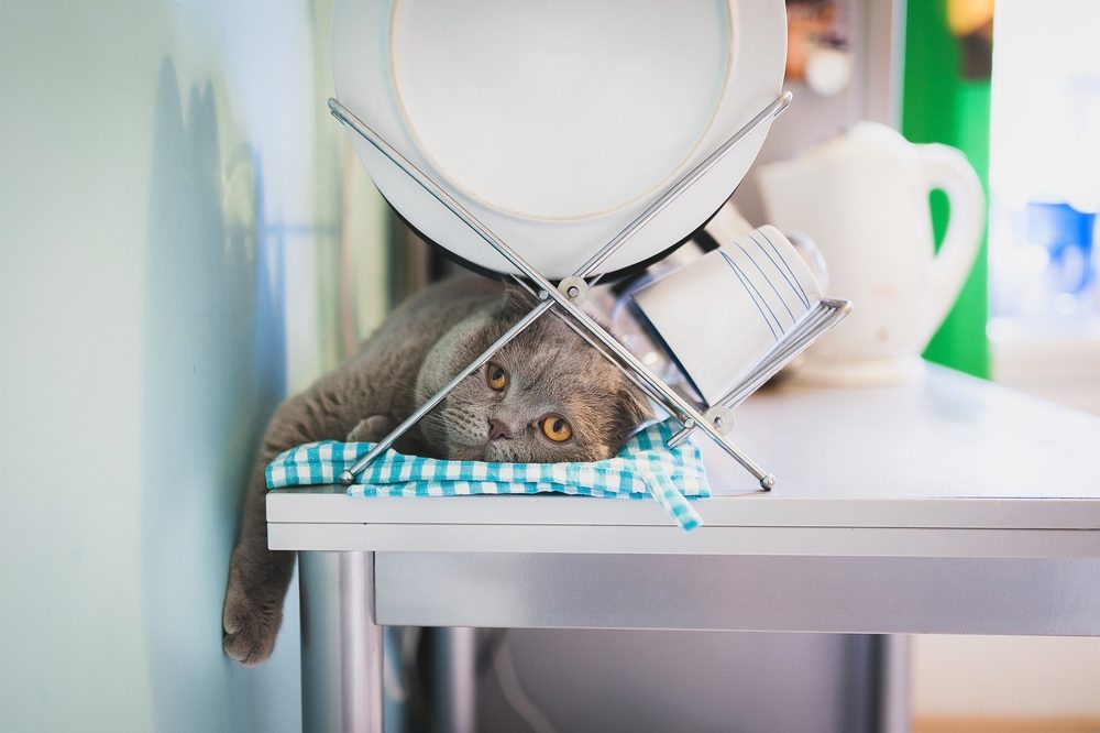 Lazy cat lying under the dish drainer in the kitchen
