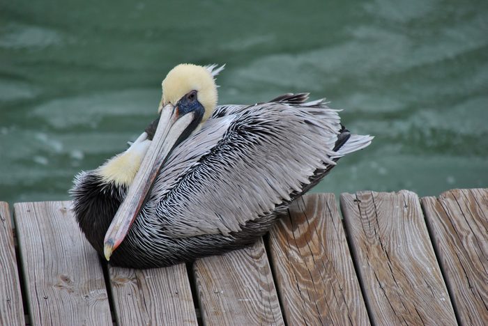 Endangered Brown Pelican Latin name Pelecanus occidentalis