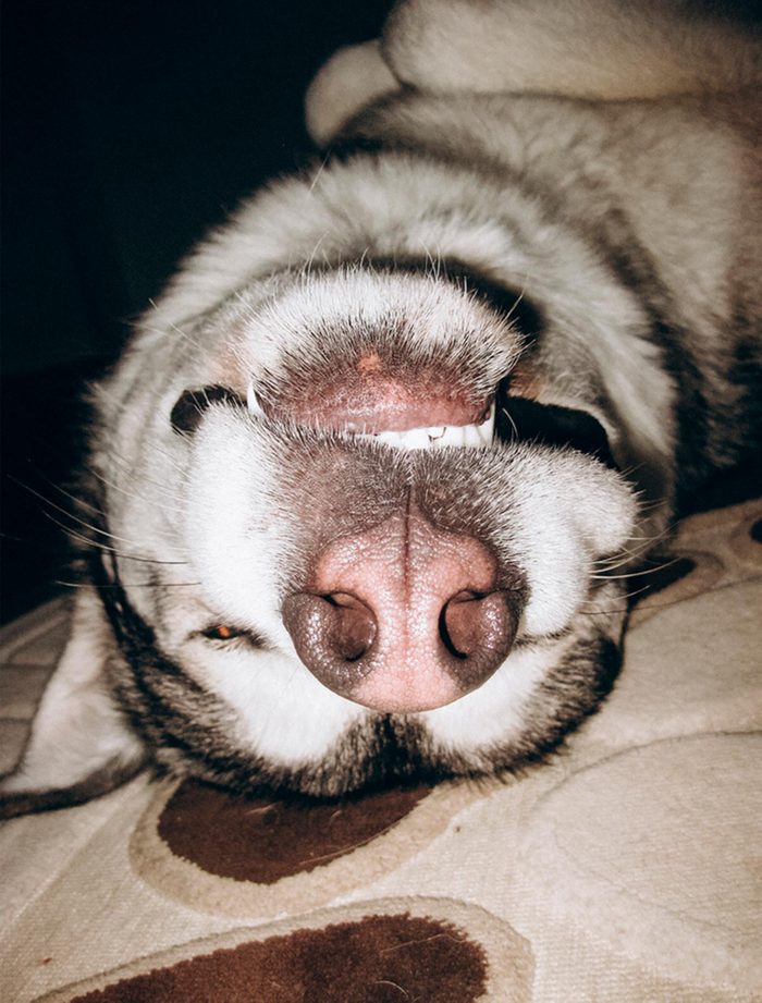 Husky dog sleeping