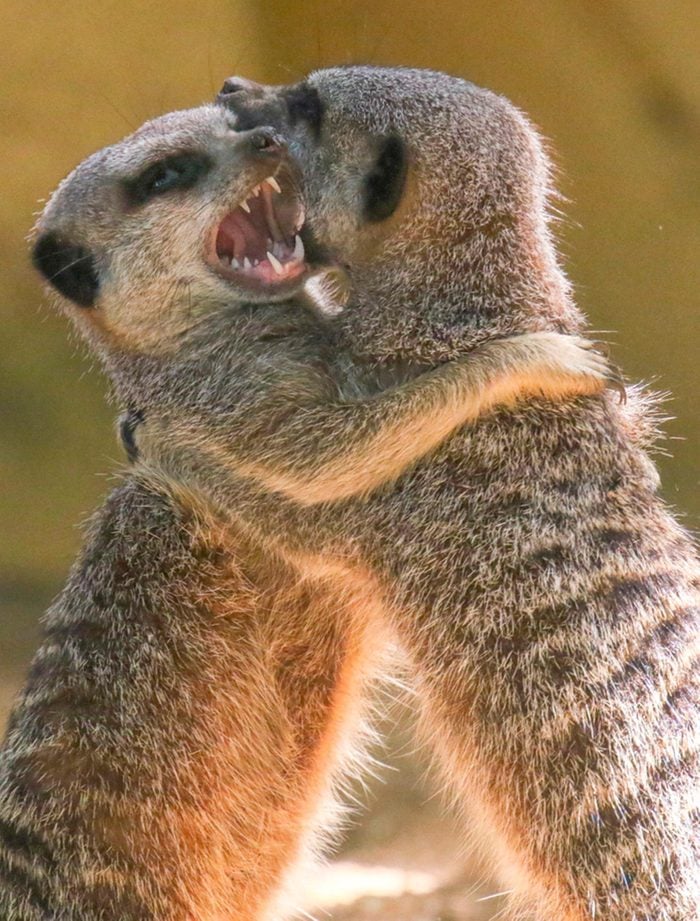 Meerkats play fighting