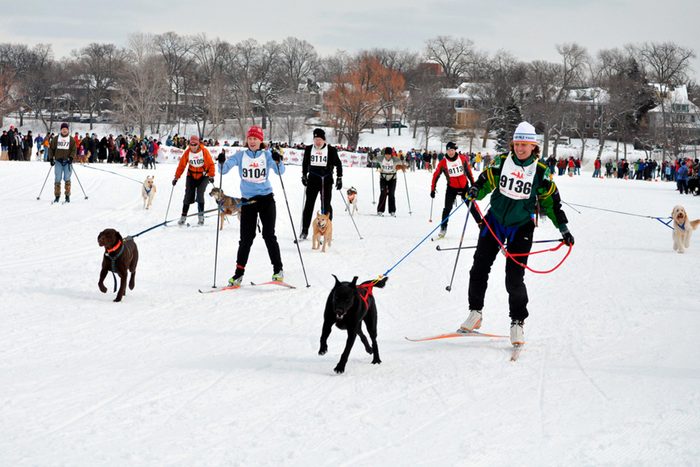 Minnesota skiing with dogs