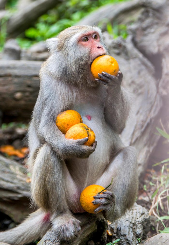 Monkey with oranges