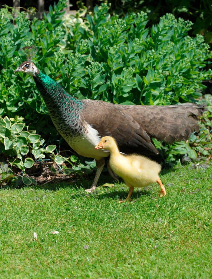 Peacock and goose