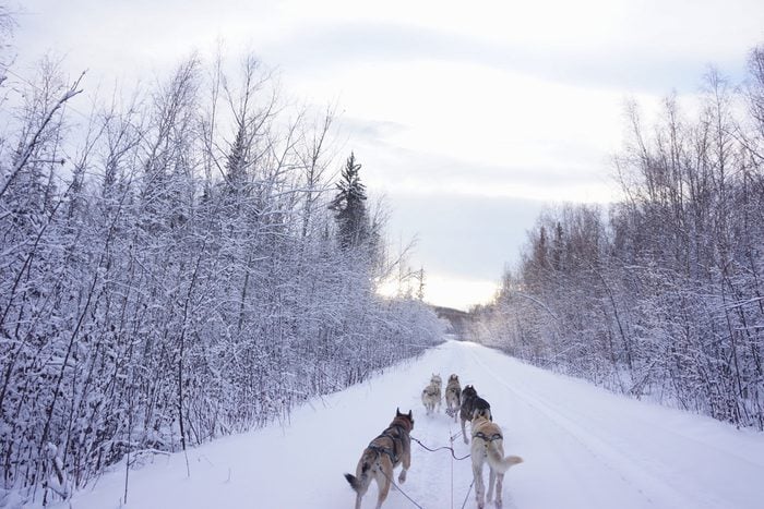 Dog sledding in a forest covered by a lot of snows in Fairbanks, Alaska