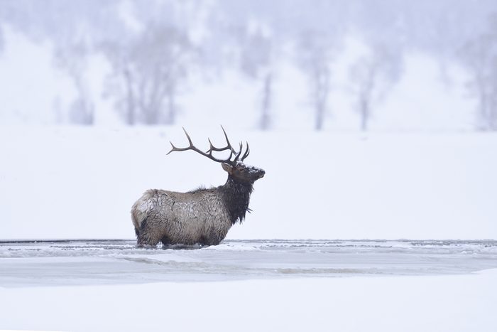 Winter bull elk standing in frozen lamar river, Yellowstone National Park