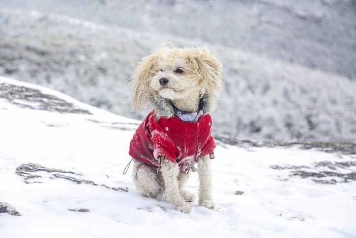 Small poodle mix hiking Mount Mansfield, Vermont, in the snow 