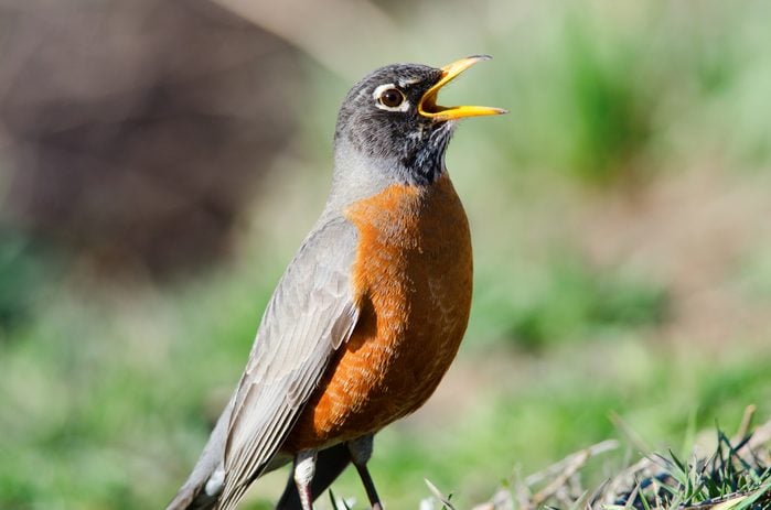 Singing a Song. The American robin is the state bird of Connecticut, Michigan and Wisconsin.