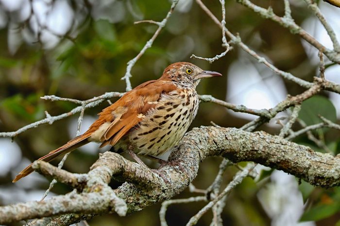 brown thrasher (Toxostoma rufum) The brown thrasher is noted for having over 1000 song types, and the largest song repertoire of birds