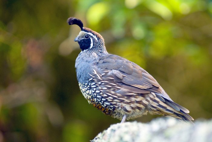 The California quail (Callipepla californica), also known as the California valley quail or valley quail, is a small ground-dwelling bird in the New World quail family. 