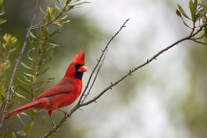 Male cardinal looking over its shoulder while perched on tree branch. State bird of Illinois, Indiana, Kentucky, North Carolina, Ohio, Virginia and West Virginia