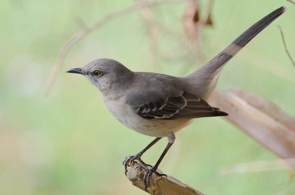 Northern Mockingbird perched on tree branch, state bird of Arkansas, Florida, Mississippi, Tennessee and Texas.
