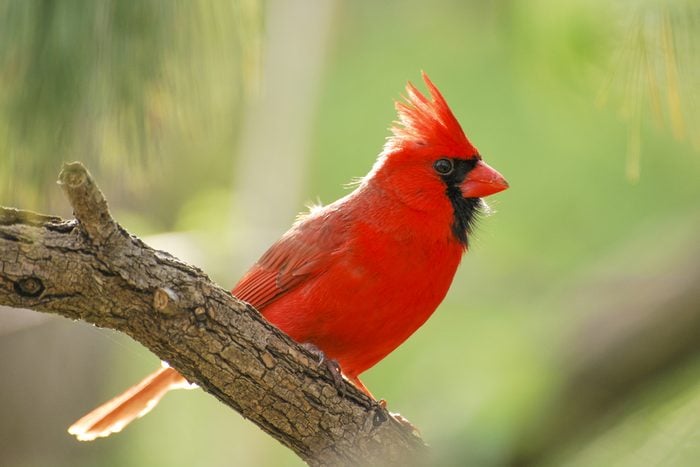Red Male Northern Cardinal Isolated Against Green Background
