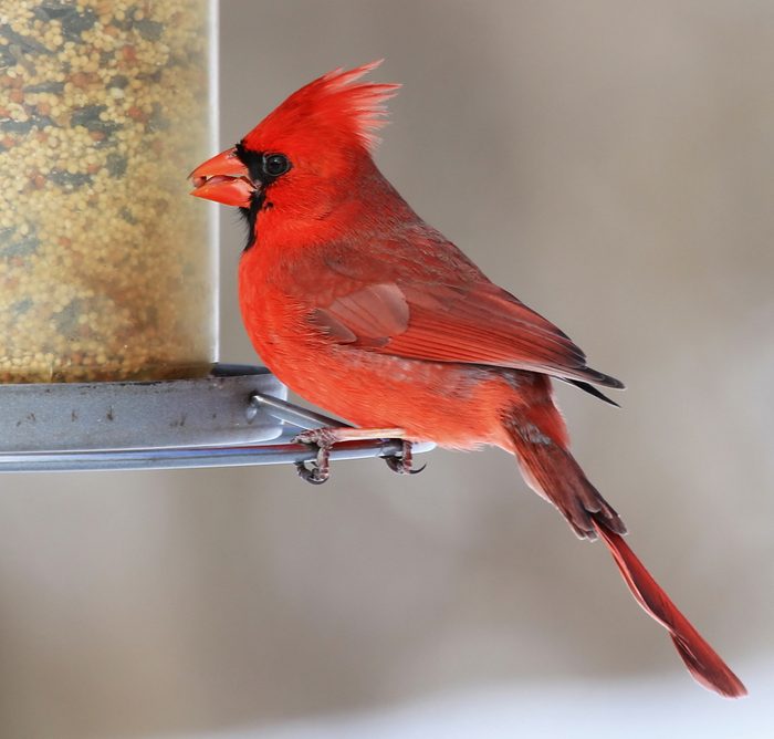 Feeding Male Northern Cardinal