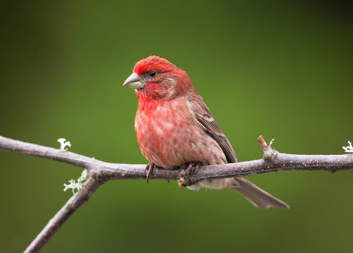 A male purple finch displays his bright breeding plumage as he perches on a barren branch