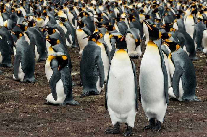 Pair of breeding Kin penguins in a rookery on Volunteer Point, Falkland Islands standing huddled together on foreground