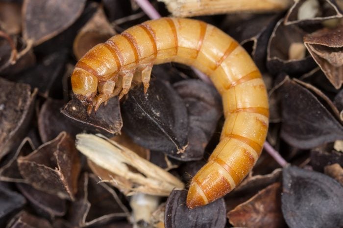 Mealworms are the larval form of the mealworm beetle, Tenebrio molitor, a species of darkling beetle pest of grain and grain products as well as home products, on buckwheat