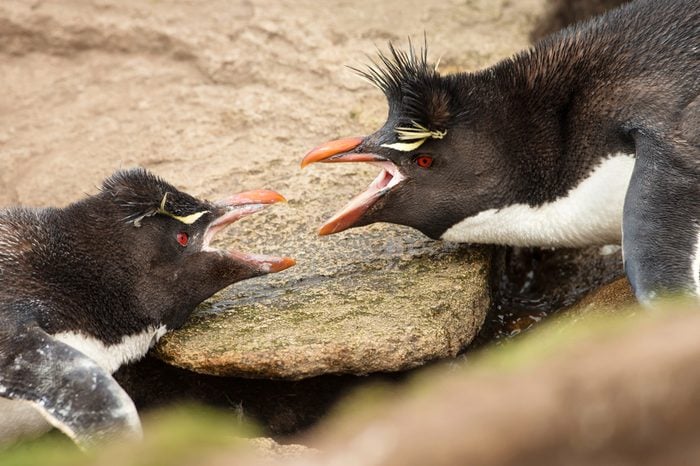 Close-up of two Southern Rockhopper penguins arguing between each other, Falkland islands.