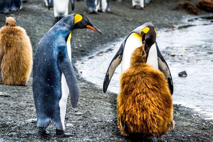 King penguin feeding its molting chick with regurgitated food, Antarctic, South Georgia