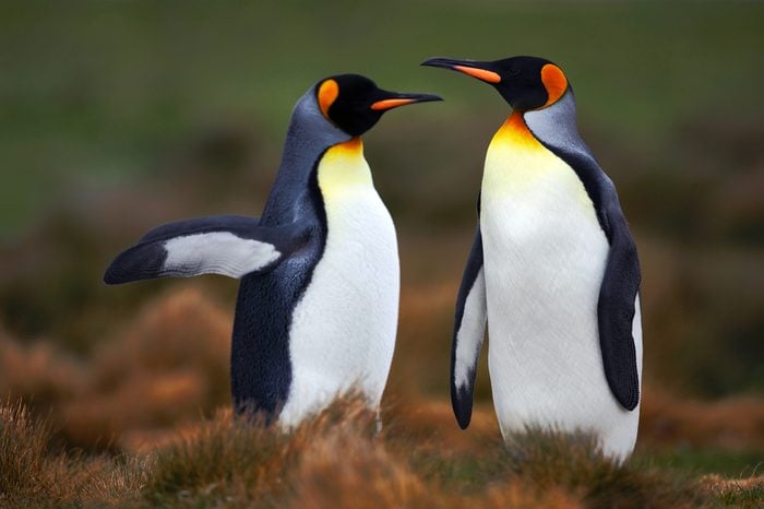 Pair of penguins with green background in Falkland Islands. Love in the nature habitat. Two birds in the grass.