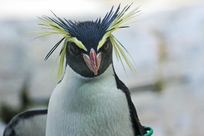 Rockhopper penguin portrait